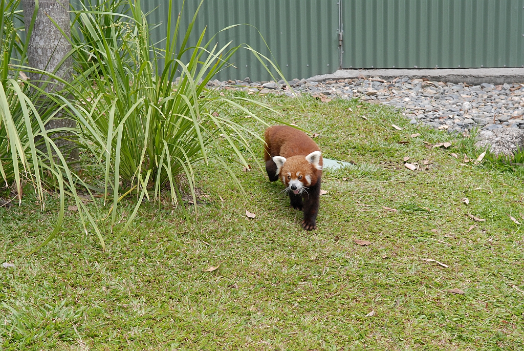 0101 Cairns Tropical Zoo.jpg